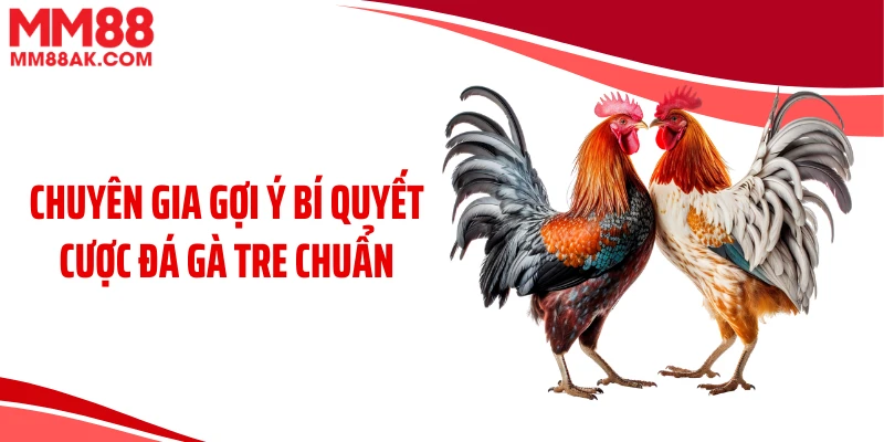 Chuyên gia gợi ý bí quyết cược đá gà tre chuẩn