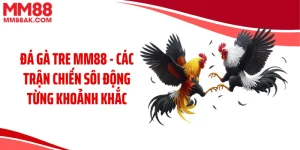 Đá Gà Tre MM88 - Các Trận Chiến Sôi Động Từng Khoảnh Khắc
