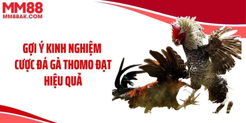 Gợi ý kinh nghiệm cược đá gà Thomo đạt hiệu quả