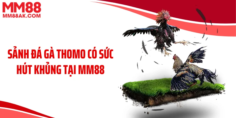 Sảnh đá gà Thomo có sức hút khủng tại MM88